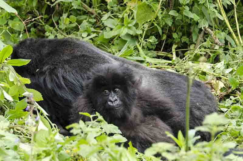 05 - Gorila y cria - selva de Virunga - parque nacional de los volcanes - Ruanda